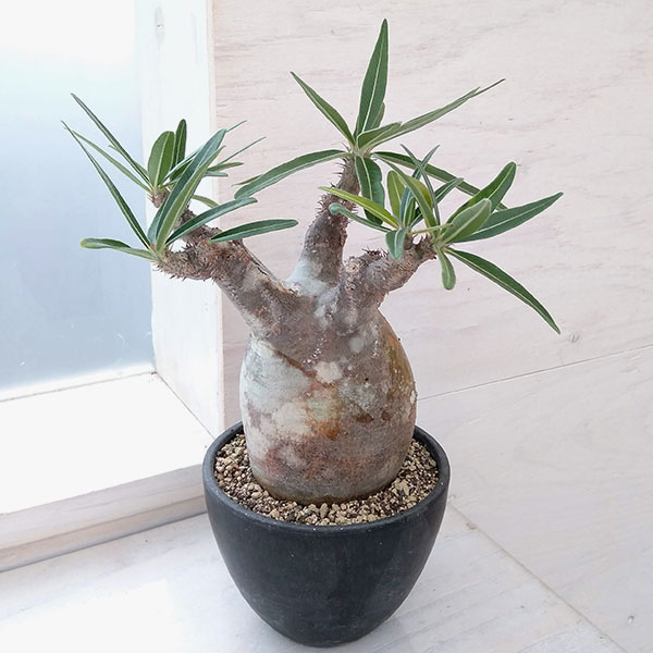 園芸ネット本店｜パキポディウム：グラキリス（発根済み・現地球） 3.5