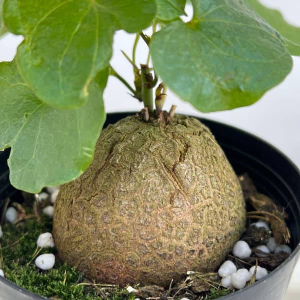 園芸ネット本店｜ディオスコレア（亀甲竜）：エレファンティペス 2号