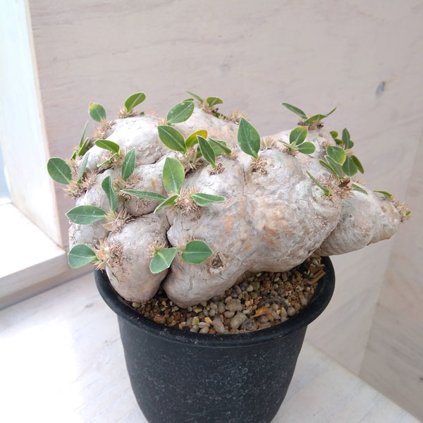 園芸ネット本店｜パキポディウム：ブレビカウレ 恵比寿笑い 4.5号22-01