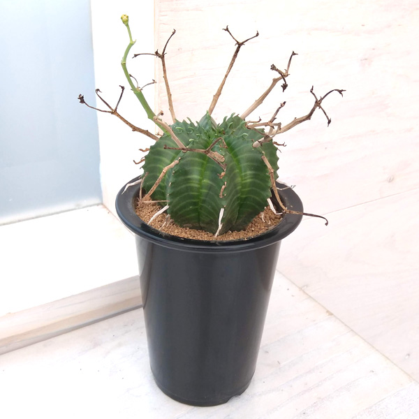 園芸ネット本店｜ユーフォルビア：バリダ（実生株） 4号 の通販【公式】