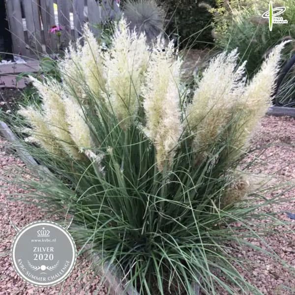 園芸ネット本店｜[26年3月中下旬予約]パンパスグラス：タイニー