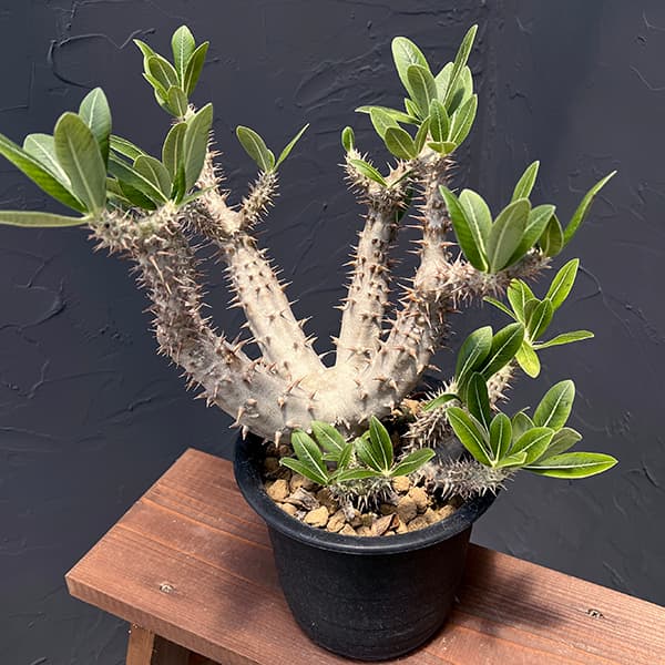 園芸ネット本店｜パキポディウム：ロスラーツム 5号22-02 の通販【公式】