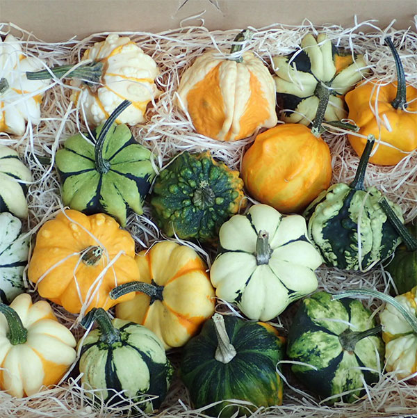 園芸ネット本店｜ハロウィン用おもちゃかぼちゃ：ギャラクシーオブ