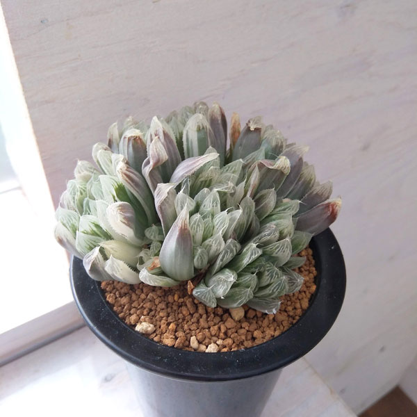 園芸ネット本店｜ハオルチア：白琥珀斑 フェリフェラ錦 3.5号鉢 の通販