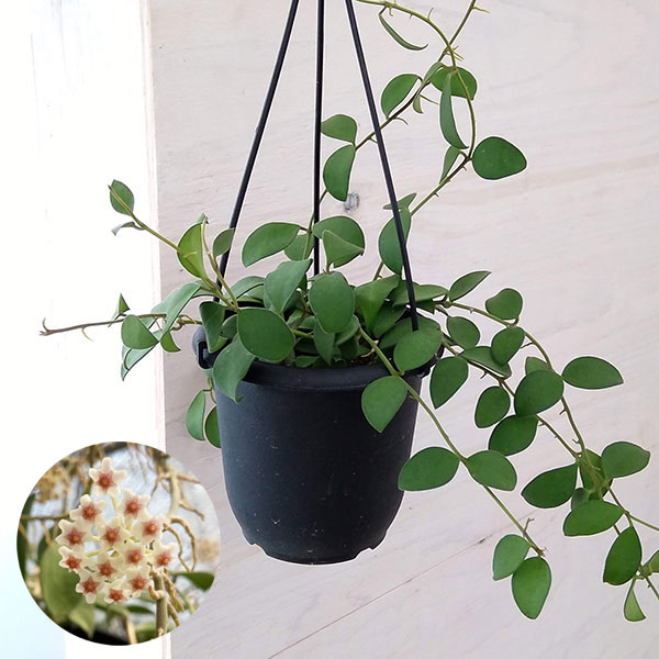 園芸ネット本店｜ホヤ：ヌンムラリオイデス 4号吊り鉢 の通販【公式】