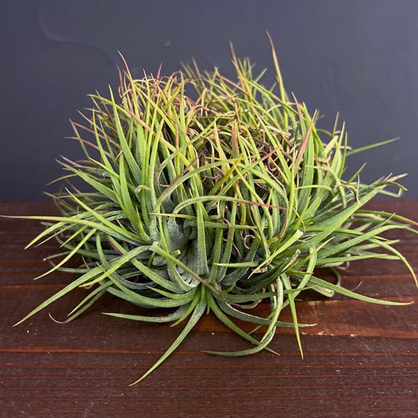 園芸ネット本店｜チランジア：Ionantha No.3041(クリスタータ綴化） の