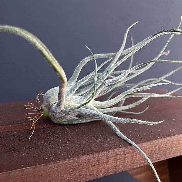 園芸ネット本店｜（わけあり特価）チランジア：T.Ty No.1（Normal size