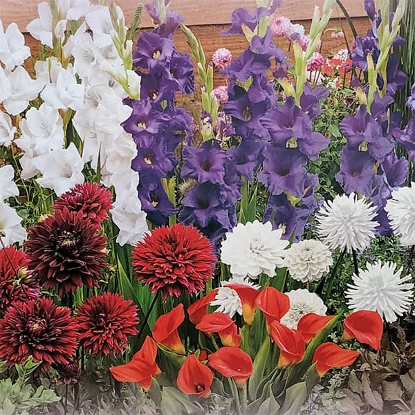 園芸ネット本店｜[26年4月上旬予約]球根（ミックス）：「なついろ