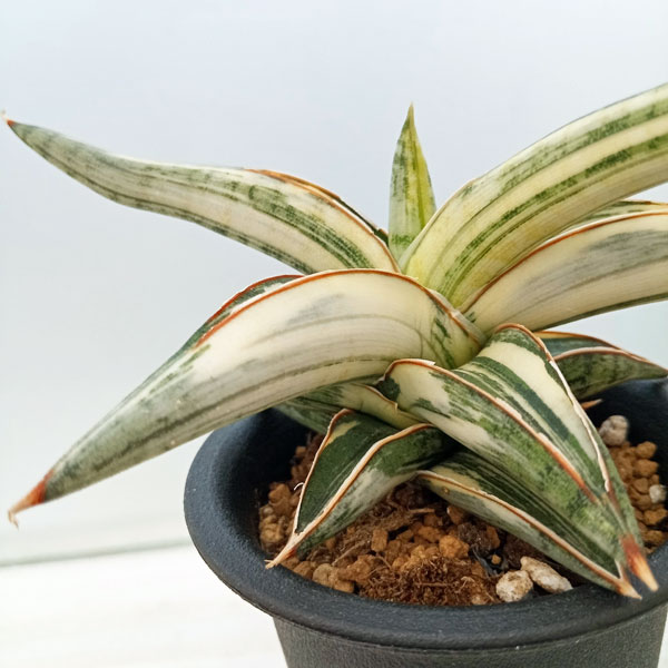 園芸ネット本店｜[ザ・ファームセレクト]サンセベリア：Lav.1970