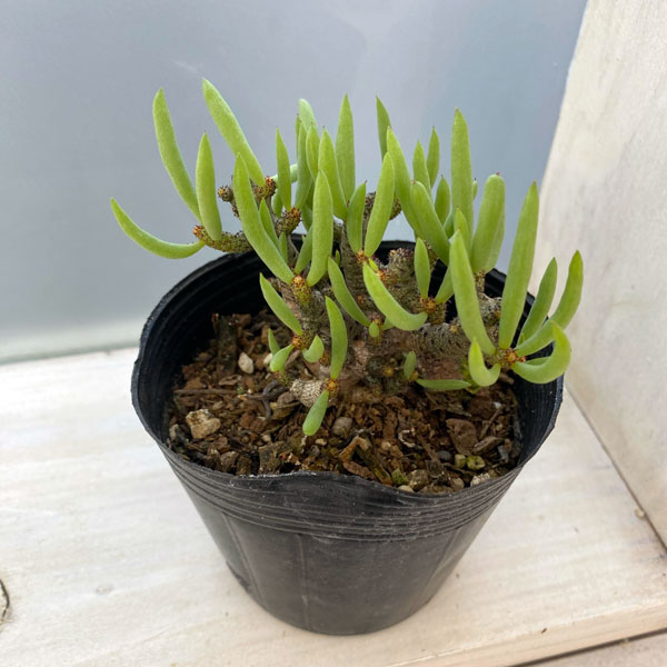 園芸ネット本店｜チレコドン：ブッコルジアヌス 3号ポット の通販【公式】