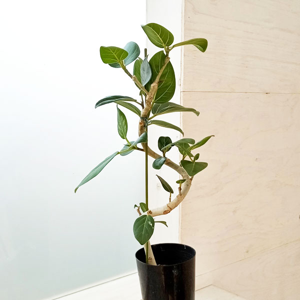 園芸ネット本店｜フィカス：ベンガレンシス（曲がり仕立て） 4号ポット