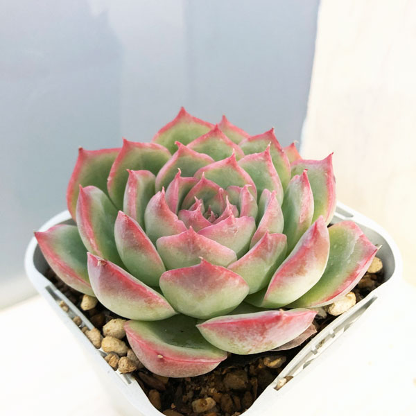 園芸ネット本店｜エケベリア：シルエット 2.5号硬質ポット の通販【公式】