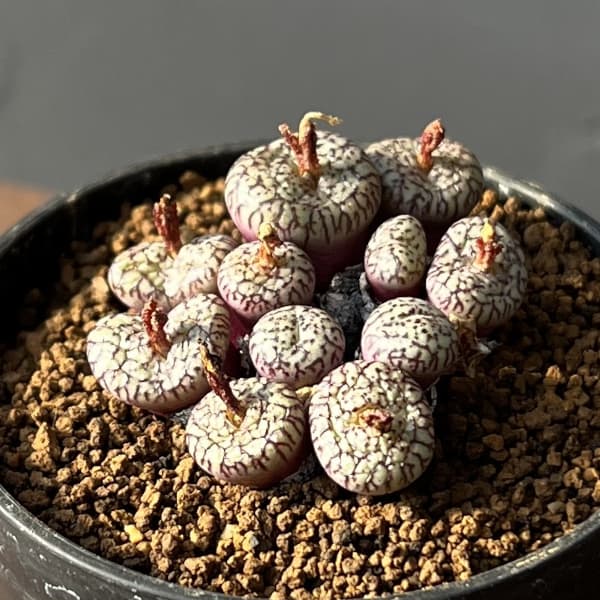 園芸ネット本店｜コノフィツム（原種系）：ミニマム