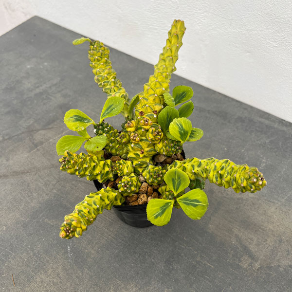 園芸ネット本店｜モナデニウム：リチェイ錦 3.5号22-06 の通販【公式】