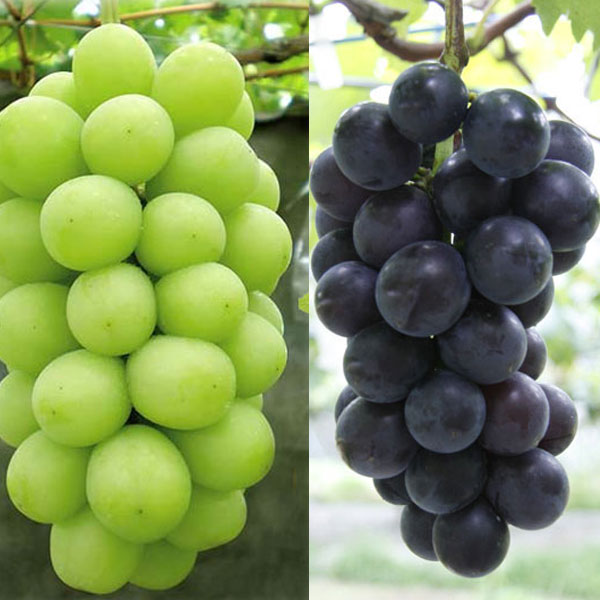 園芸ネット本店｜ブドウ苗人気2種セット（シャインマスカット