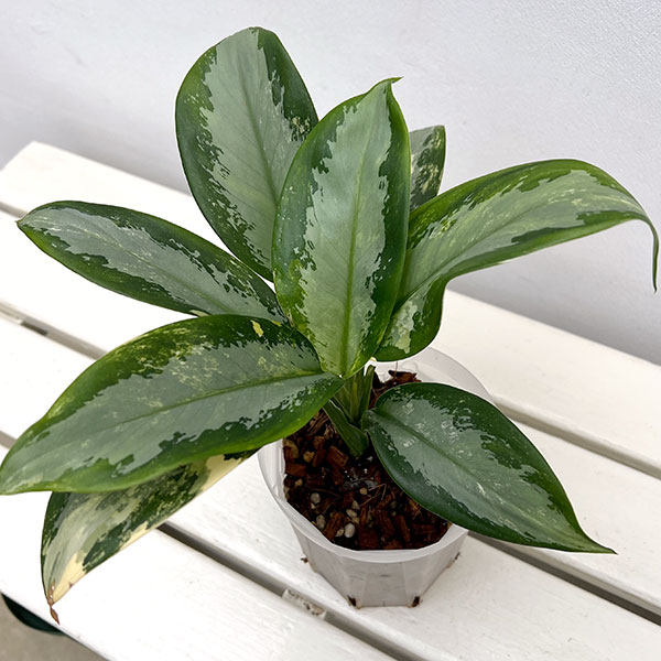 園芸ネット本店｜アグラオネマ：スワンナプーム（ねこチップ植え） 4号