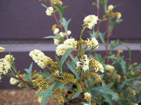 園芸ネット本店｜グレビレア：シナフェア4号ポット の通販【公式】