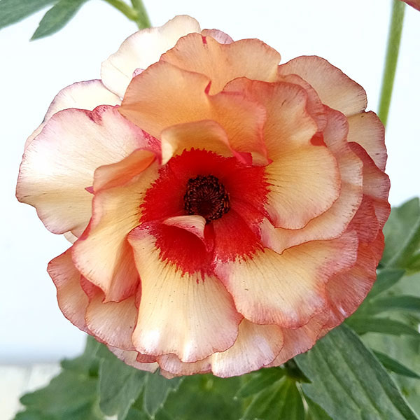 園芸ネット本店｜ラナンキュラス：サラセレネ イパリオン5号鉢植え の