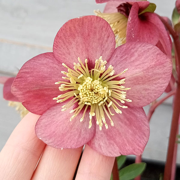 園芸ネット本店｜高正園さんのクリスマスローズ：23-23シングル