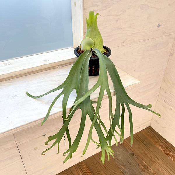 園芸ネット本店｜[送料無料]（わけあり特価）ビカクシダ（コウモリラン