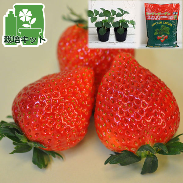 園芸ネット本店｜いちごのかんたん栽培セット（鉢無しでできる