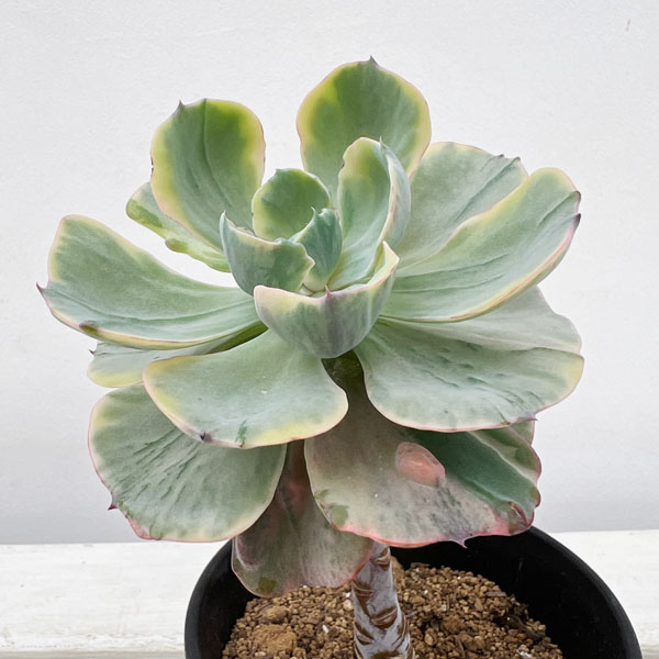 園芸ネット本店｜エケベリア：ビヨンセ錦（幹上がり） 3号鉢植え の