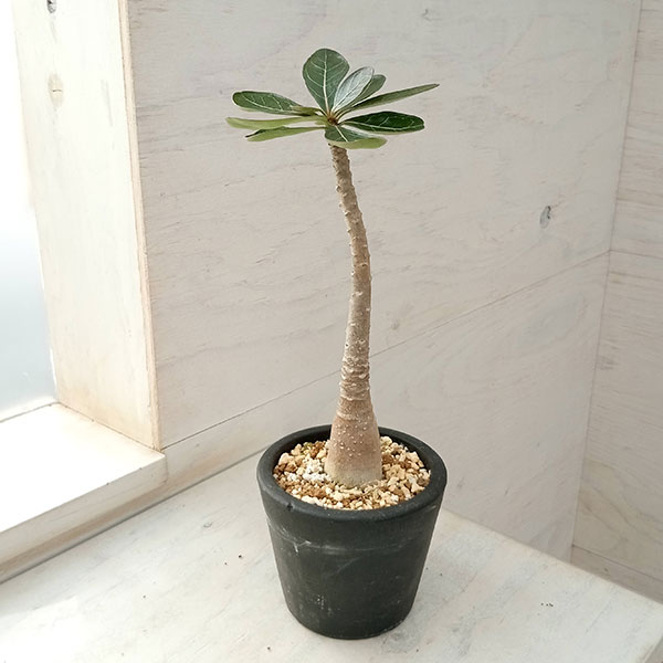 園芸ネット本店｜アデニウム：ソコトラナム（発根済み）3号鉢植え の
