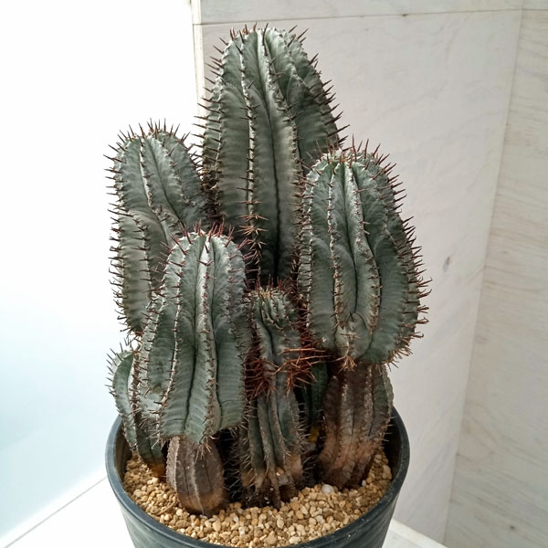 園芸ネット本店｜ユーフォルビア：ホリダ 7号鉢植え 23-02 の通販【公式】