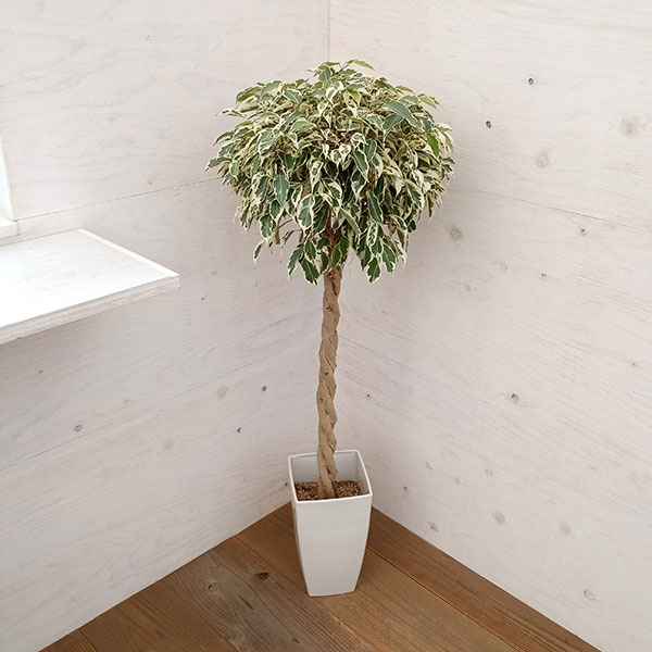 園芸ネット本店｜ベンジャミン：スターライトビューティークィーン 7号