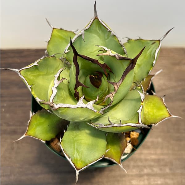 園芸ネット本店｜（わけあり特価）アガベ：チタノタ4号鉢植え（23-12