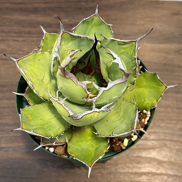 園芸ネット本店｜アガベ：チタノタ5号鉢植え（23-16） の通販【公式】