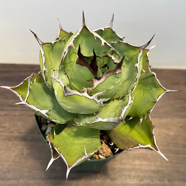 園芸ネット本店｜アガベ：チタノタ4号鉢植え（23-19） の通販【公式】