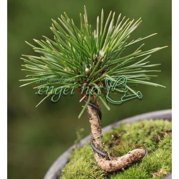 園芸ネット本店｜マツ：三河黒松（みかわくろまつ）2.5-3号ポット の