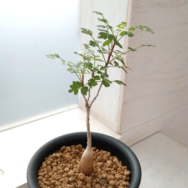 園芸ネット本店｜パキコルムス：ディスカラー（象の木） 3.5号鉢植え