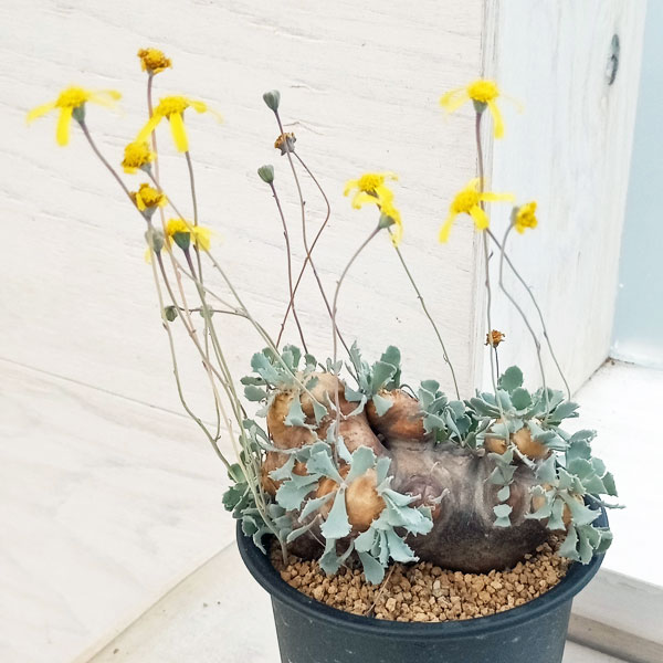 園芸ネット本店｜オトンナ：カカリオイデス 3号23-02 の通販【公式】