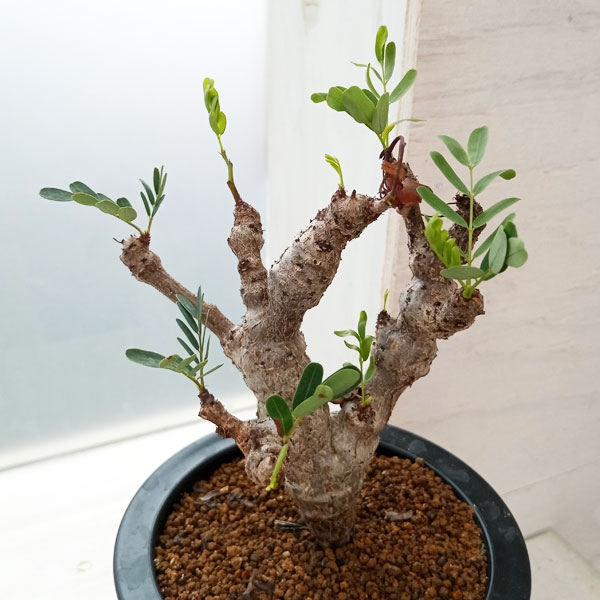 園芸ネット本店｜センナ：メリディオナリス 3号23-02 の通販【公式】