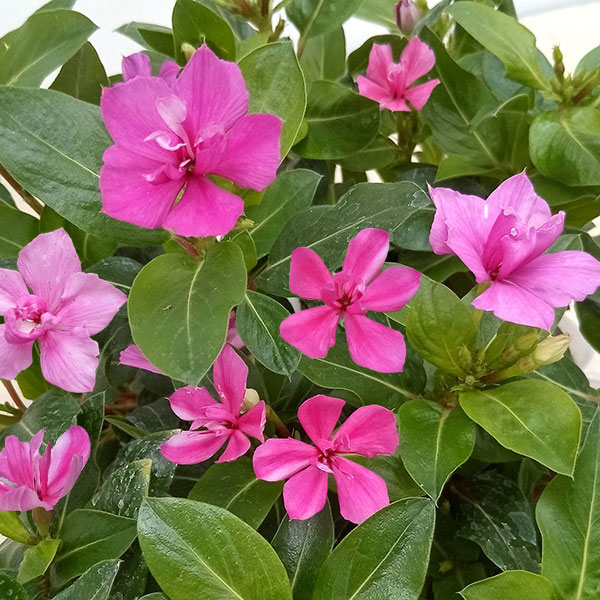 園芸ネット本店｜ニチニチソウ：ミラシリーズ チェリーピンク3.5号