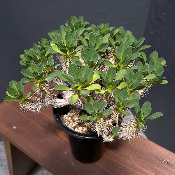 園芸ネット本店｜ユーフォルビア：ギラウミニアナ 4号23-01 の通販【公式】