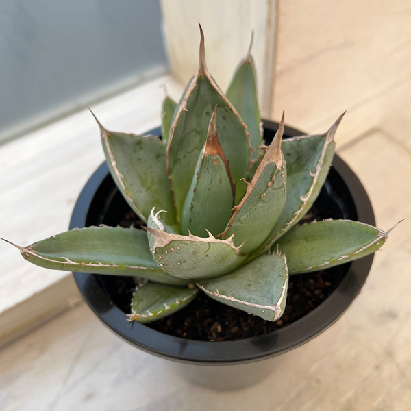 園芸ネット本店｜アガベ：パープソラム（帝釈天）4.5号 の通販【公式】