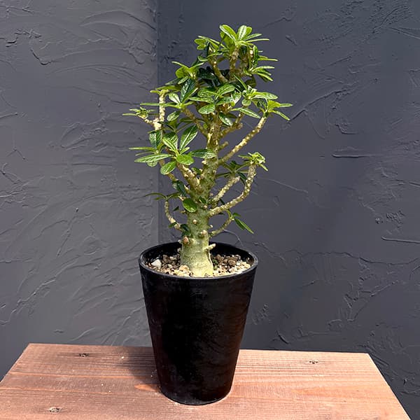 園芸ネット本店｜ドルステニア：ギガス（実生苗） 5号23-04 の通販【公式】