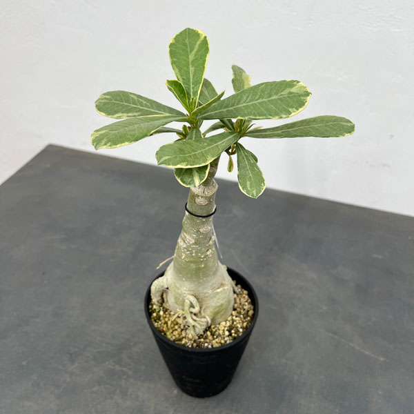 園芸ネット本店｜アデニウム：オベスム サイアムローラ（斑入り）4号