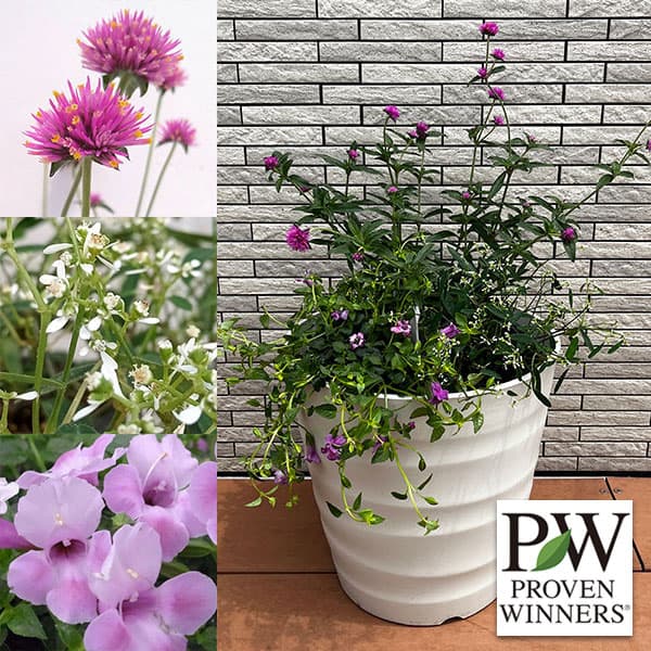 園芸ネット本店｜PW寄せ植えセット（10号プラ鉢）：ゴンフレナ