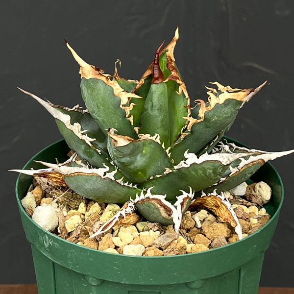 園芸ネット本店｜アガベ：チタノタ 海王 3号鉢植え23-02 の通販【公式】