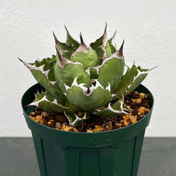 園芸ネット本店｜アガベ：チタノタ 姫巌竜 5号鉢植え23-02 の通販【公式】