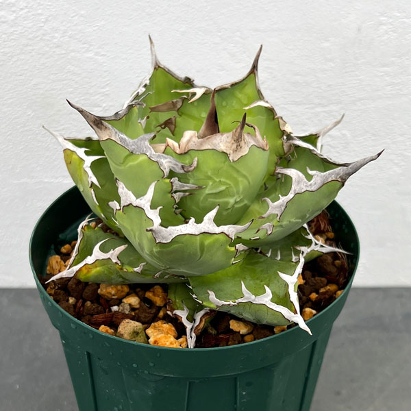 園芸ネット本店｜アガベ：チタノタ クラブ（＆#34691;蟹） 5号鉢植え23