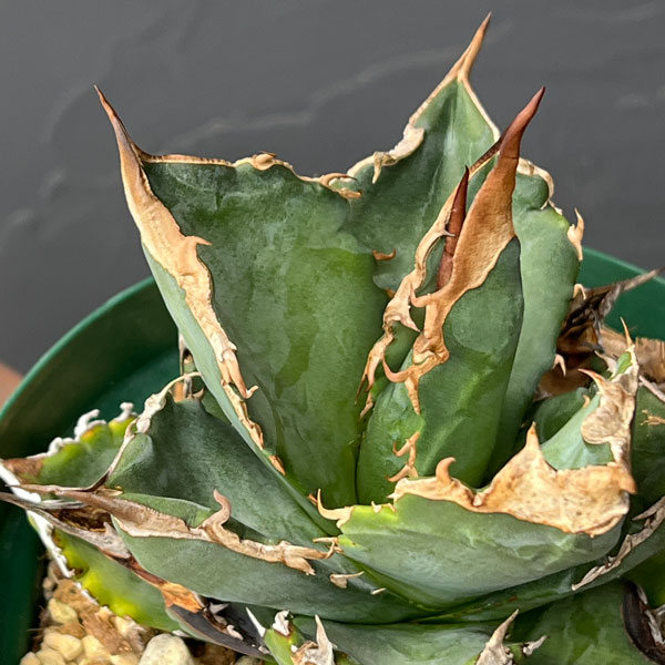 園芸ネット本店｜（わけあり特価）アガベ：チタノタ ホワイトファイア