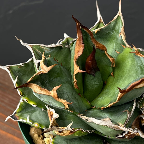 園芸ネット本店｜アガベ：チタノタ ホワイトファイアー 4号鉢植え23-01