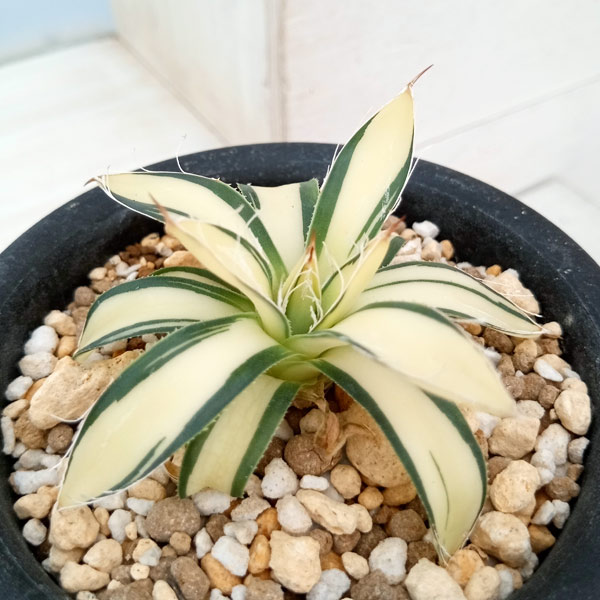 園芸ネット本店｜アガベ：白糸の王妃乱雪 黄中斑（発根済） 3.5号