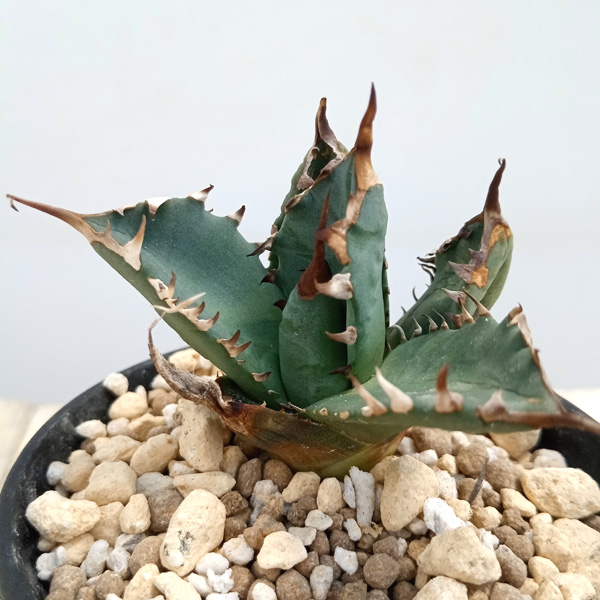 HIDDEN AGAVEジェレミー Creep 発根済タグ付き2 HIDDEN AGAVE