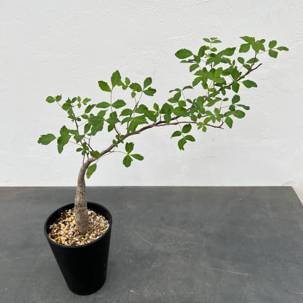 園芸ネット本店｜[送料無料]ブルセラ：ファガロイデス 4号鉢植え23-02